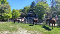 ilgaucho
